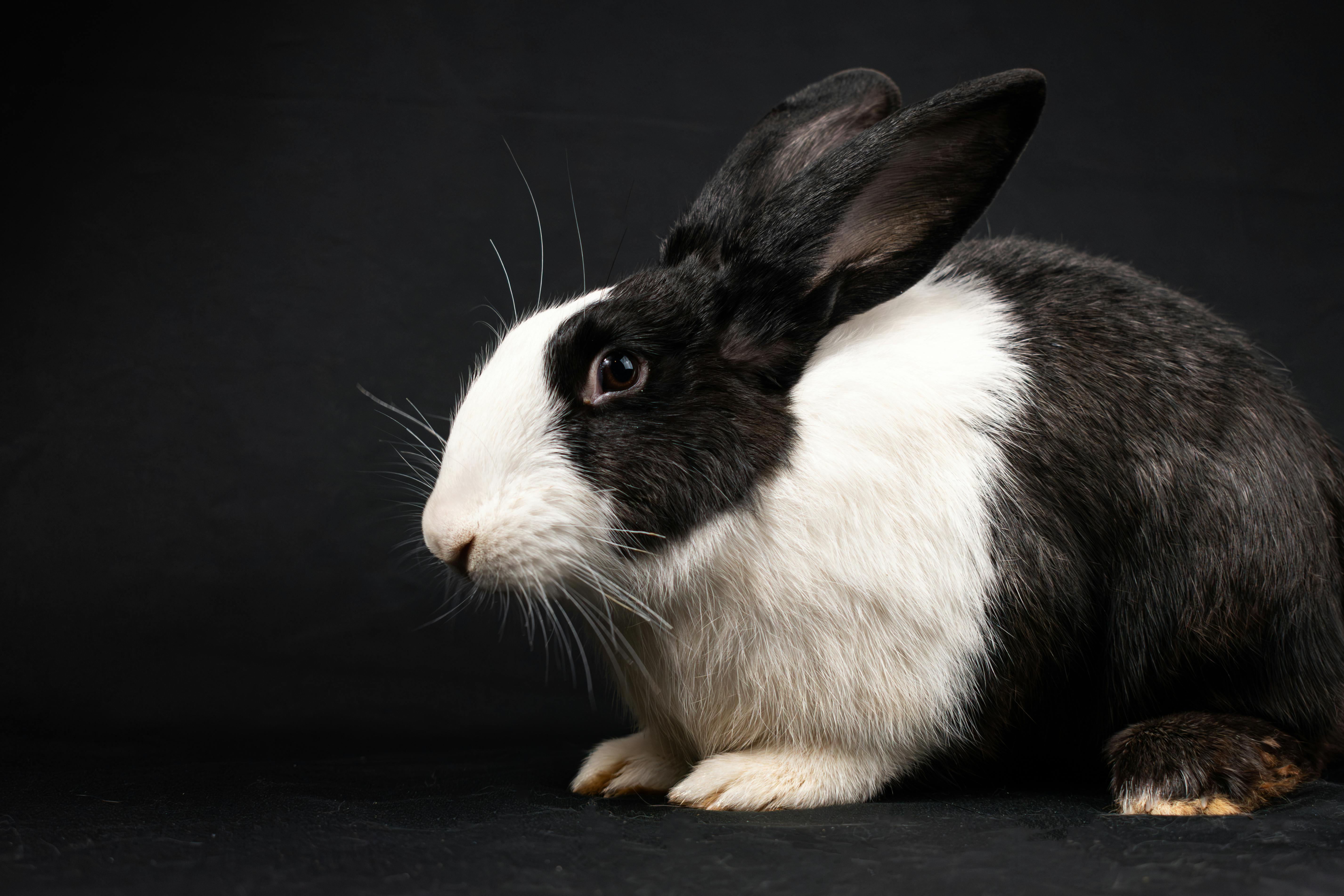 A captivating studio shot of a black and white rabbit against a dark background, suitable as wallpaper.