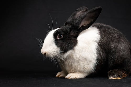 Immagine gratuita di animale domestico, bianco e nero, coniglio