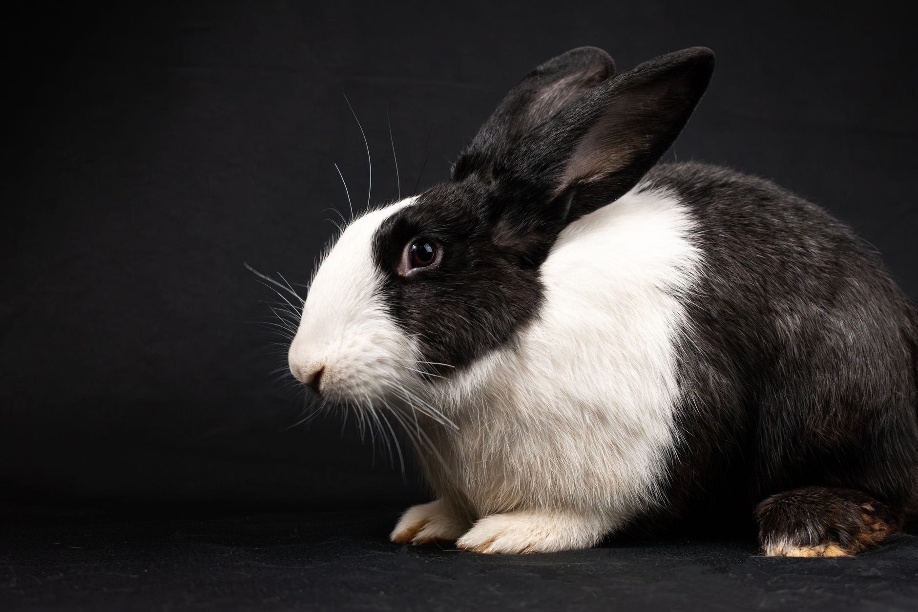 Portrait of a rabbit at a veterinary clinic