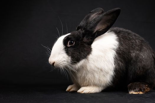 A captivating studio shot of a black and white rabbit against a dark background, suitable as wallpaper.