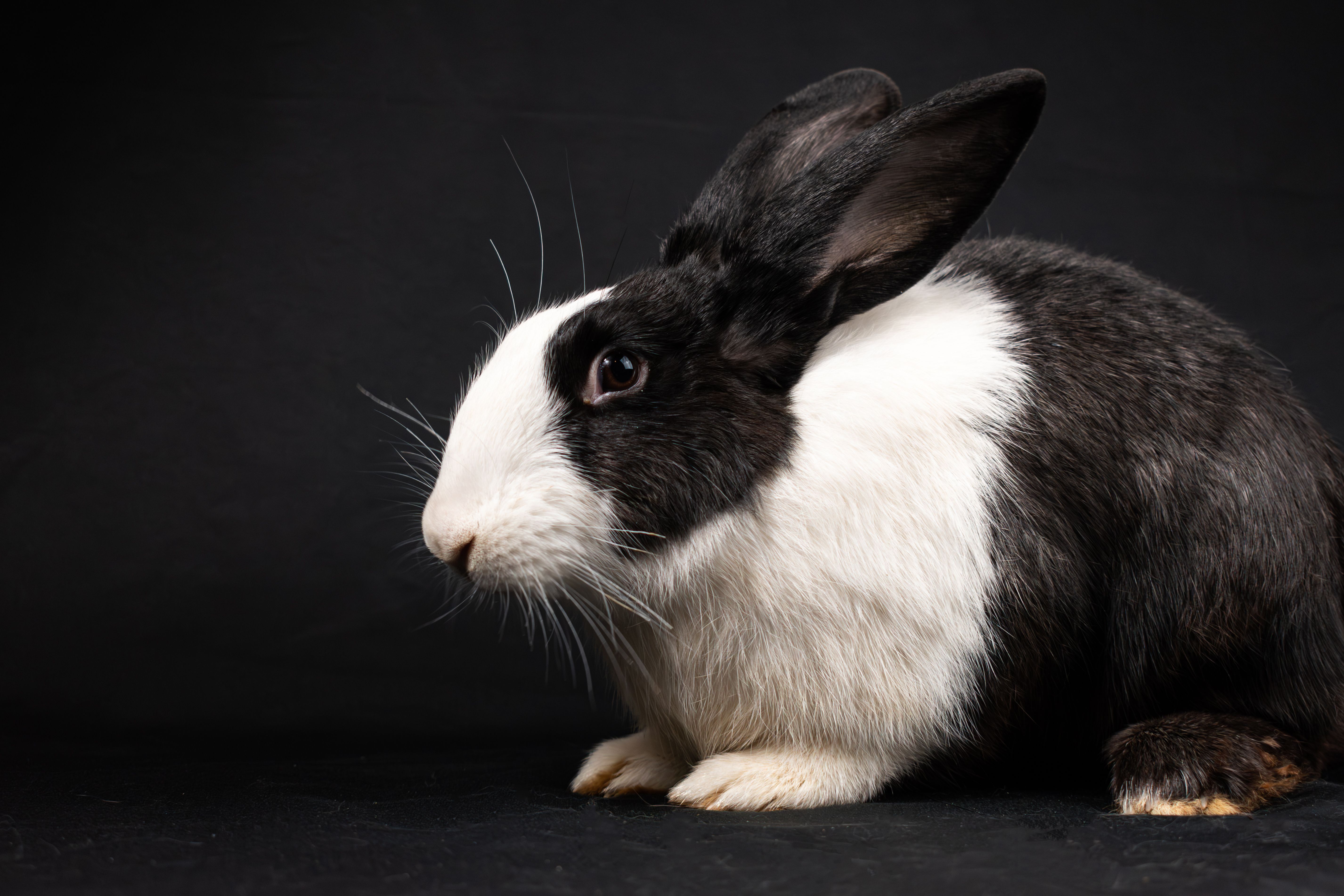 A black and white rabbit sitting on a black background · Free Stock Photo