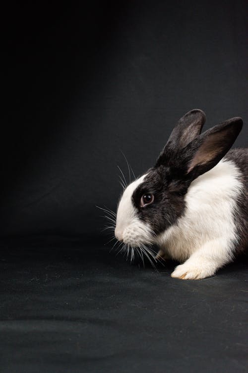 A black and white rabbit is standing on a black background