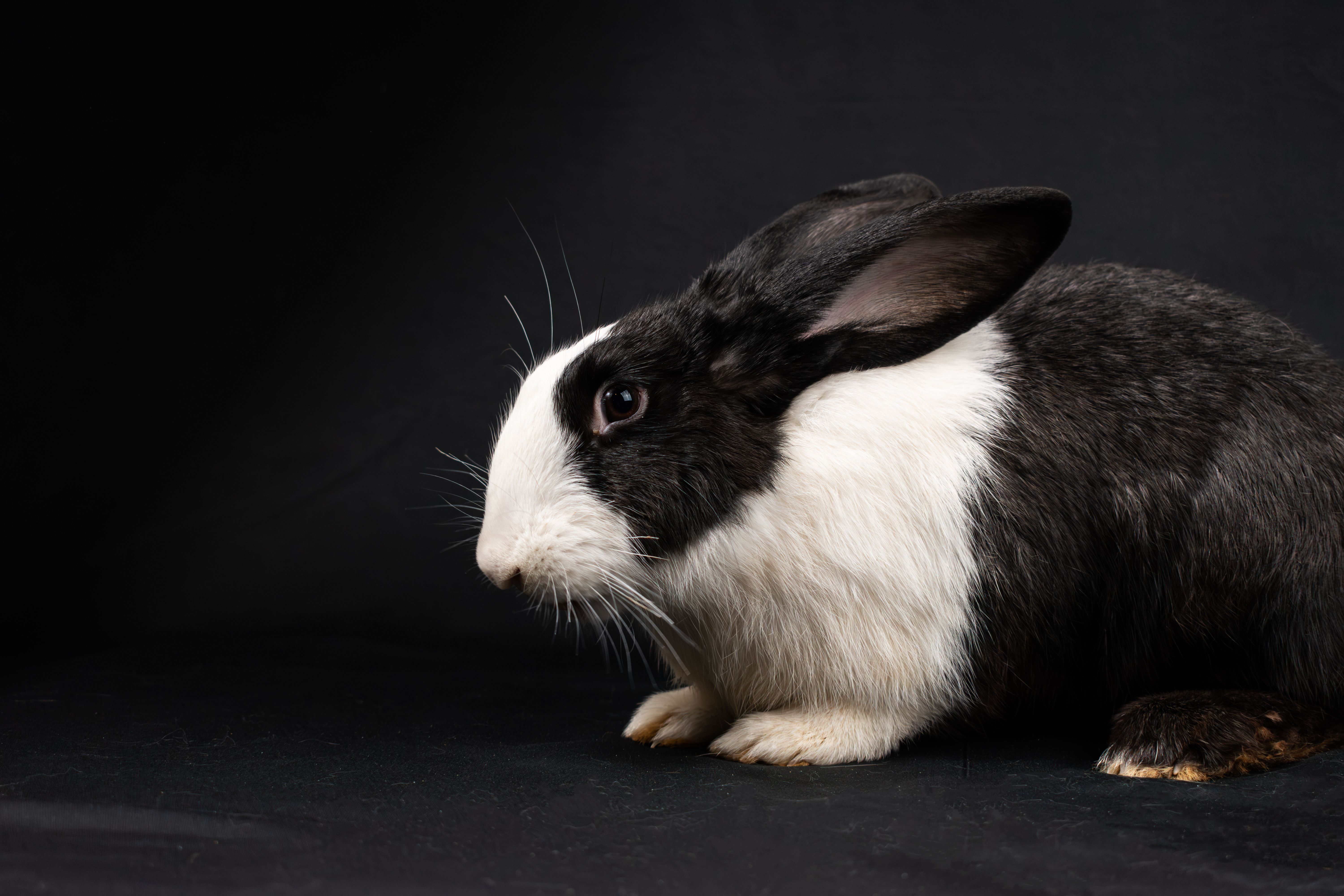 measuring rabbit space