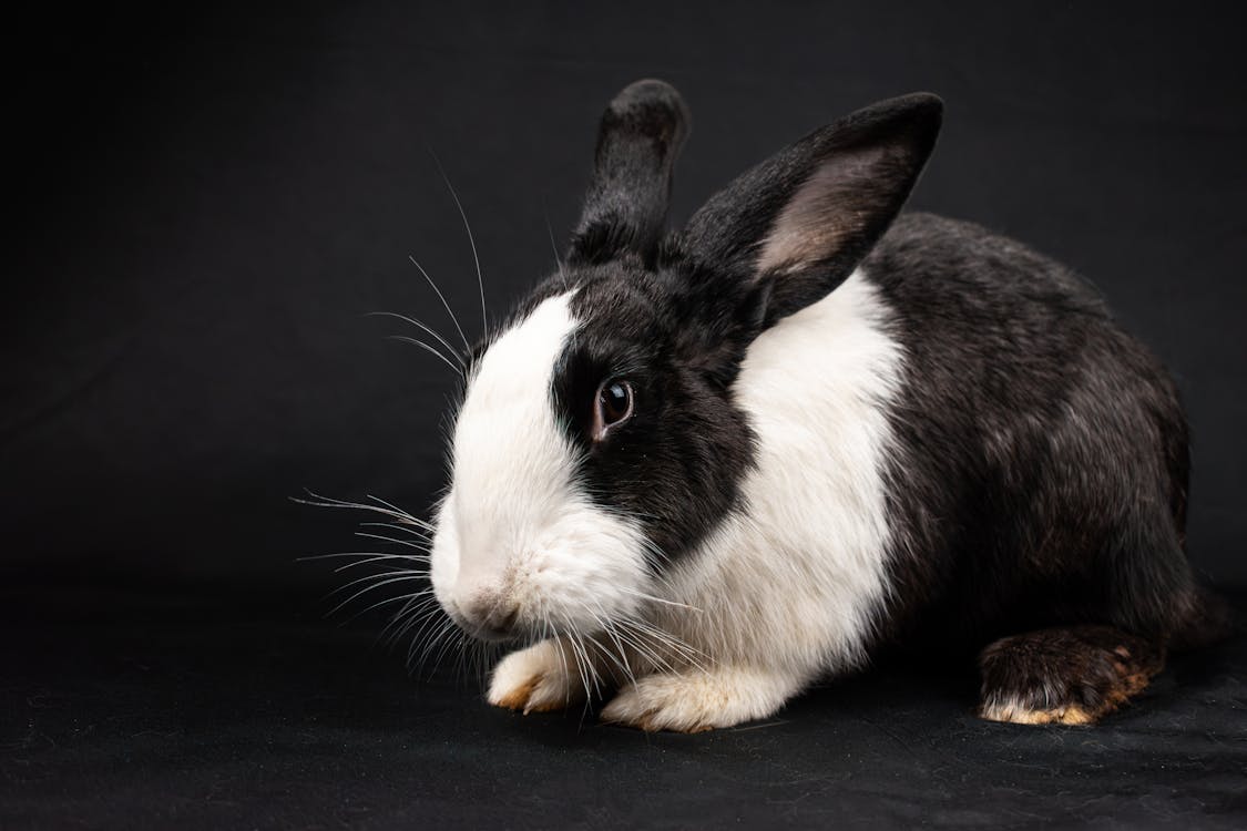 Gratis lagerfoto af dyrefotografering, kæledyr, kanin
