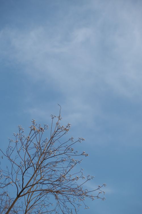 Free Leafless tree branches with budding flowers set against a clear blue sky, embodying spring beauty. Stock Photo