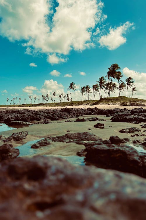 A beach with palm trees and rocks