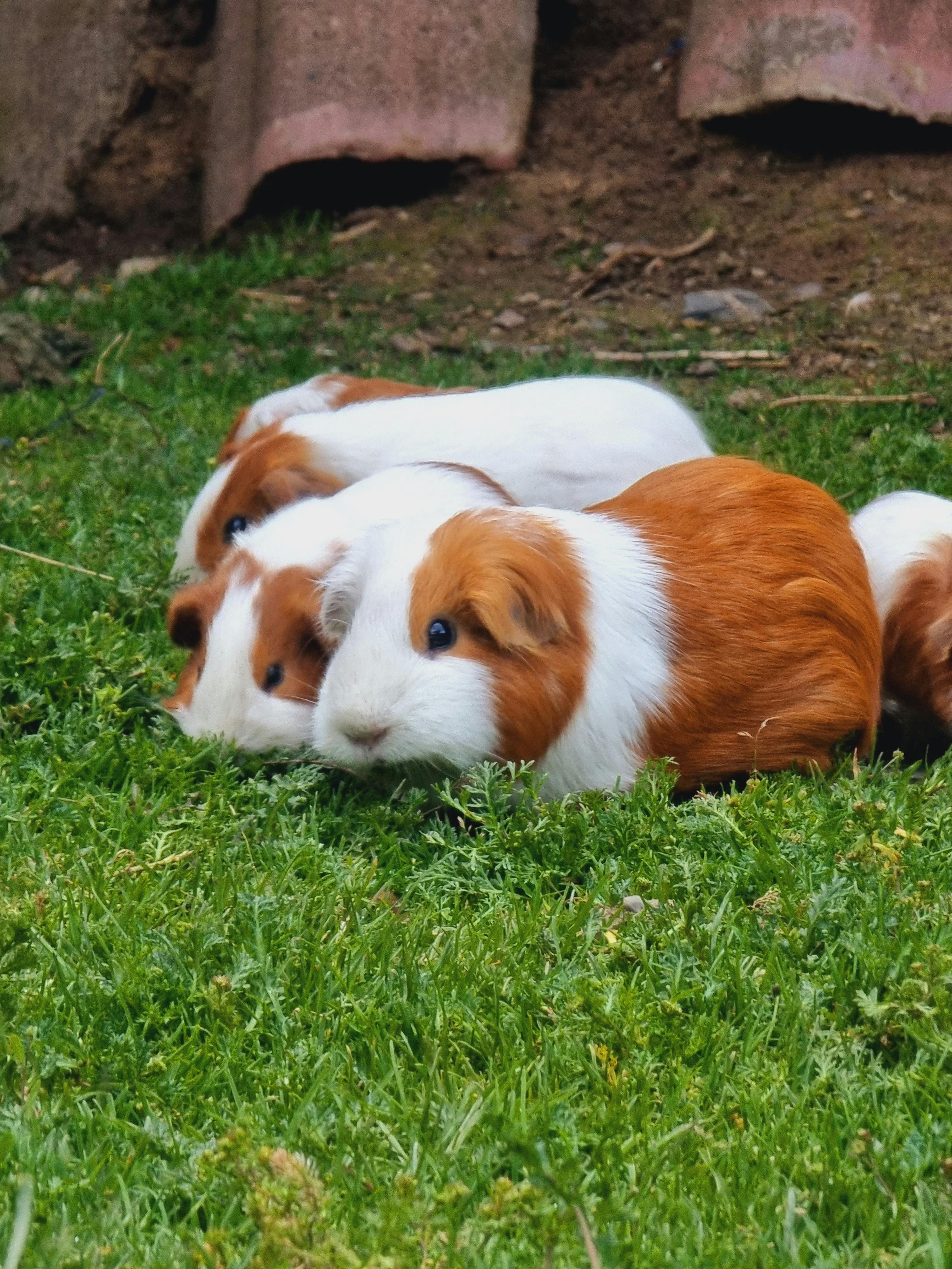 Guinea Pigs Nibbling Grass in the Yard · Free Stock Photo