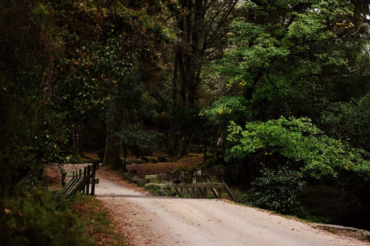A bridge with mossy parapets on a forest road