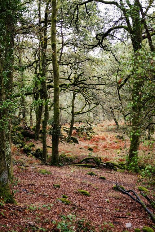 Free Scenic view of moss-covered trees in the tranquil forests of Gerês, Portugal. Stock Photo