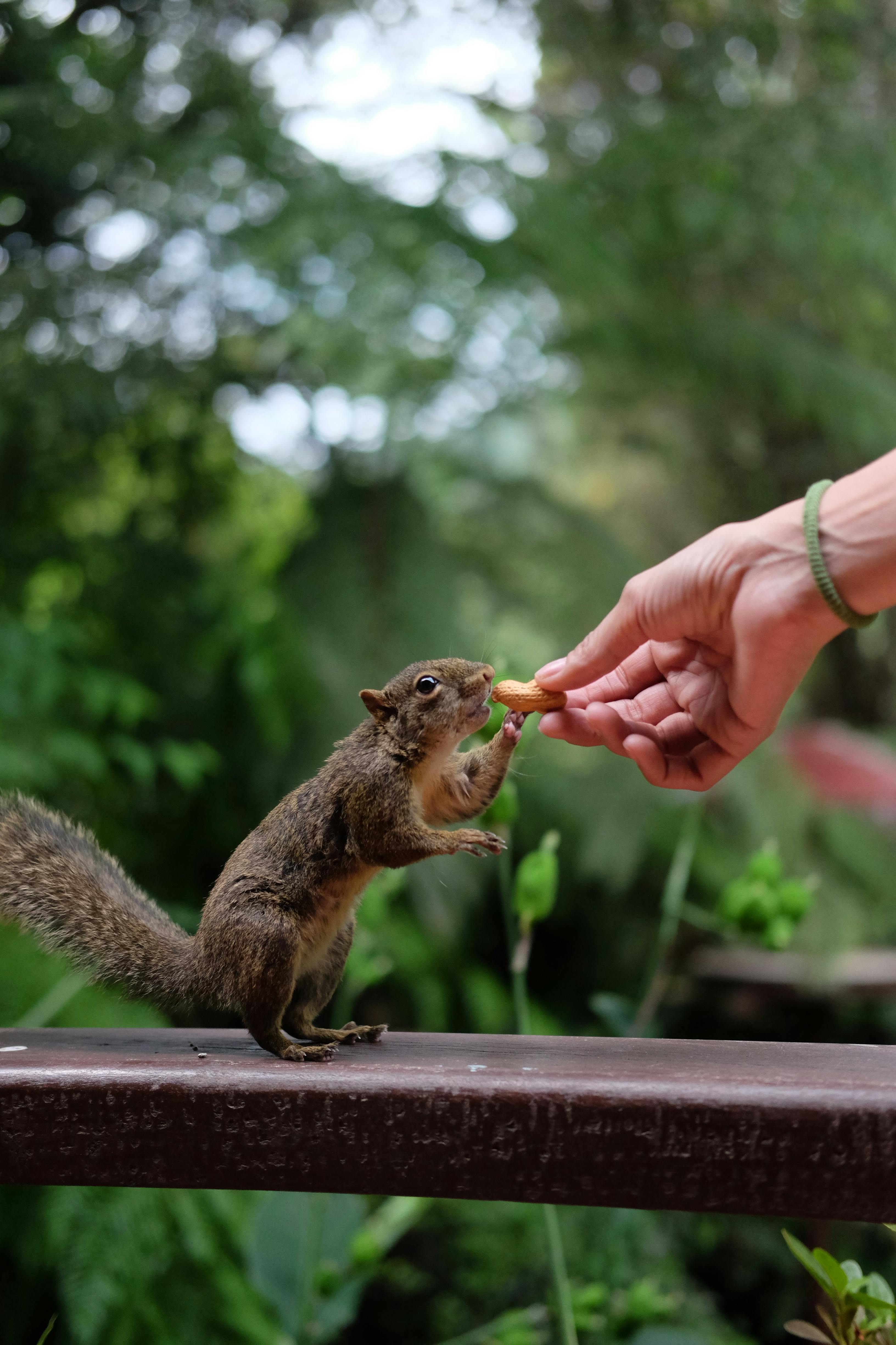 A squirrel accepting a peanut from a human hand in a lush outdoor setting in Monte Verde, Brasil.