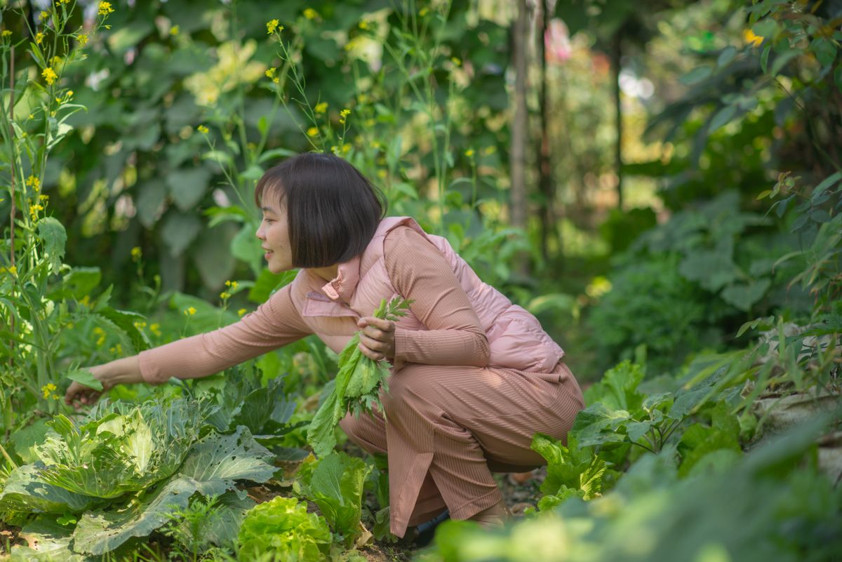 Biochar and Soil Carbon for Smallholder Plots — Green Revolution Farmers