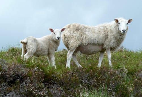 Two sheep standing on a hillside with grass in the background