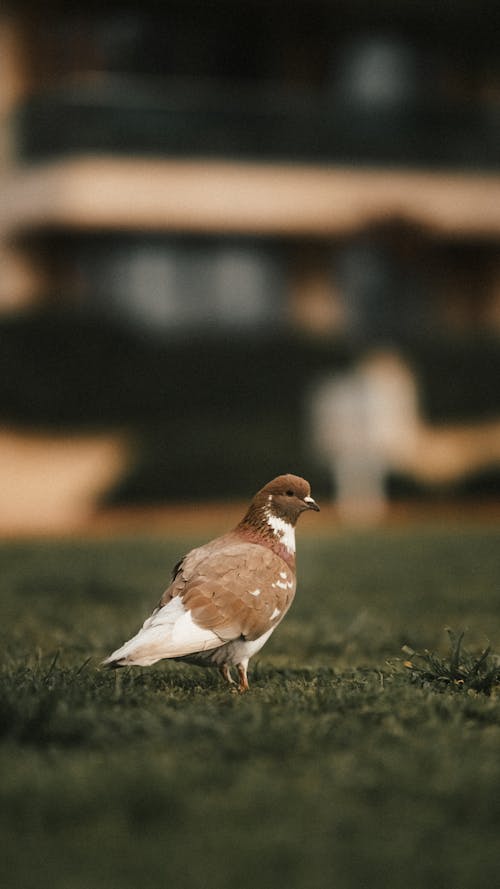 A bird is standing on the grass