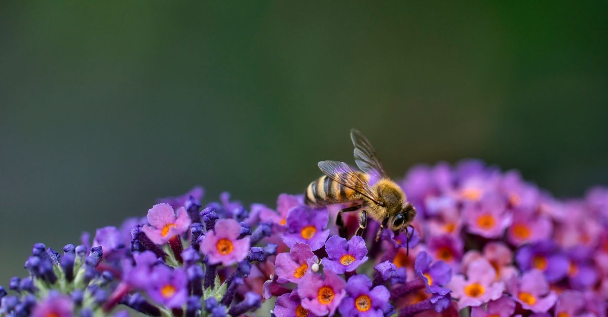 Les Meilleures Plantes à Choisir pour Attirer les Pollinisateurs
