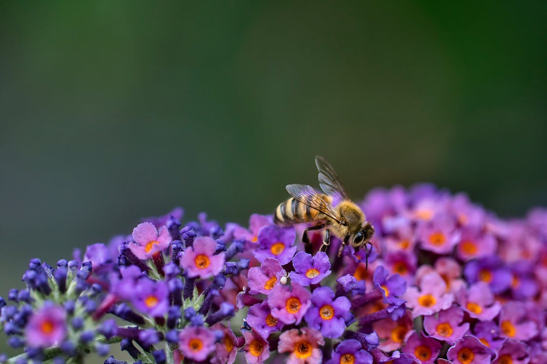 Bee during Pollination