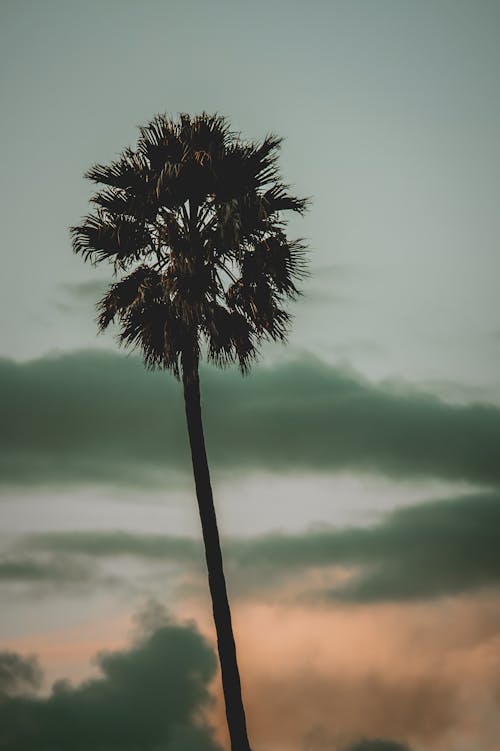 คลังภาพถ่ายฟรี ของ ซิลูเอตต์, ต้นปาล์ม, ตอนเย็น