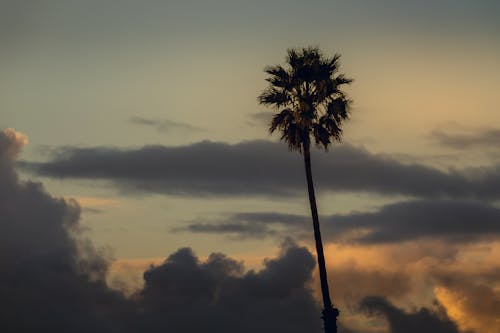 Free A Palm Tree Against Sunset Sky Stock Photo