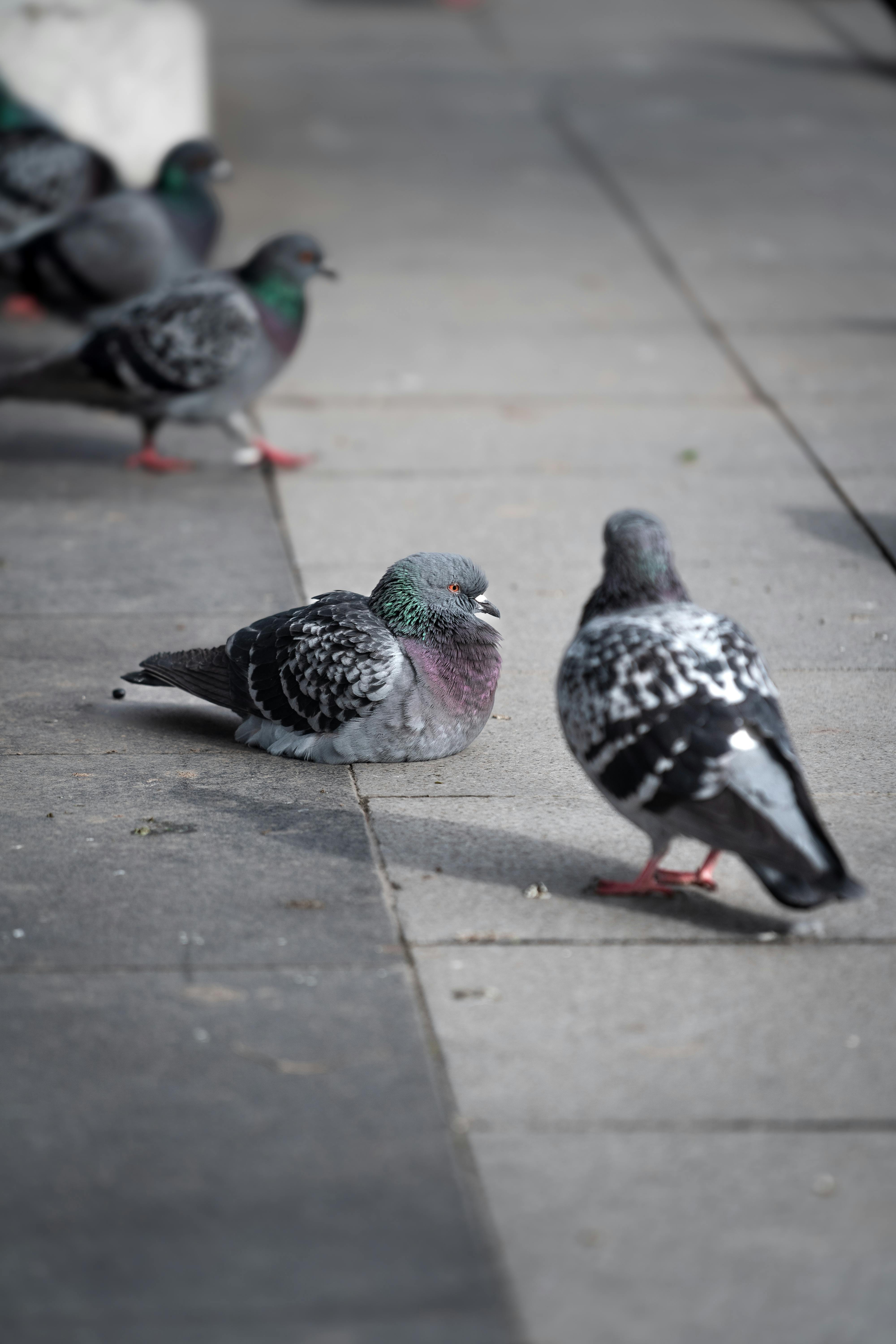 Pigeon Chested Photos, Download The BEST Free Pigeon Chested Stock