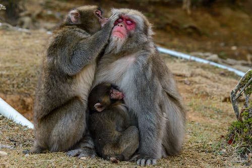 一起, 動物攝影, 哺乳動物 的 免费素材图片