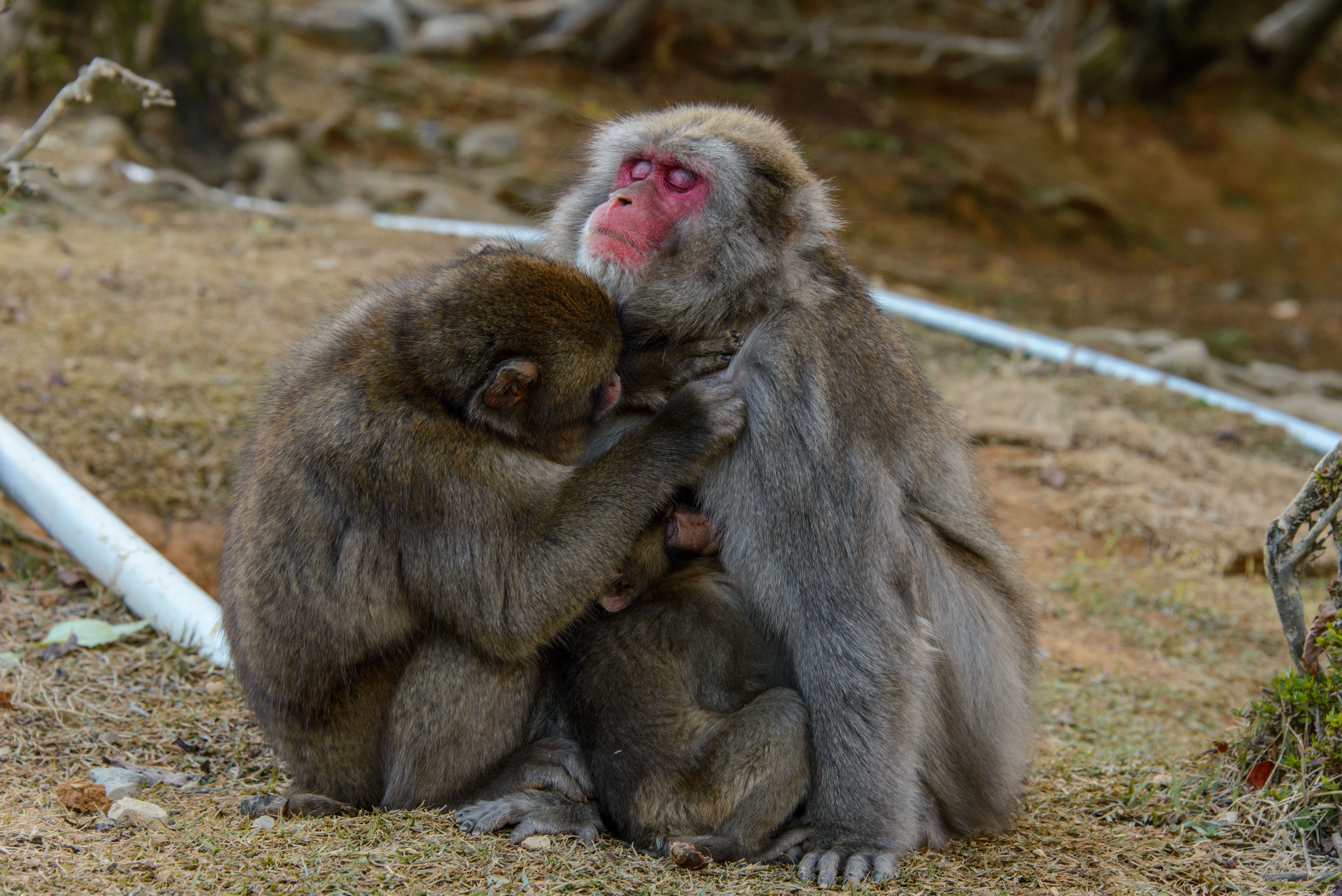 A Macaque Family · Free Stock Photo