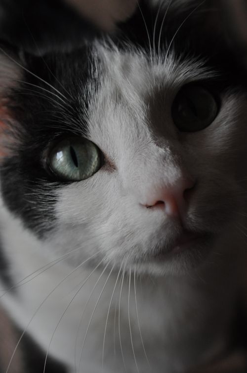 Free Intense close-up of a black and white cat with striking eyes. Stock Photo