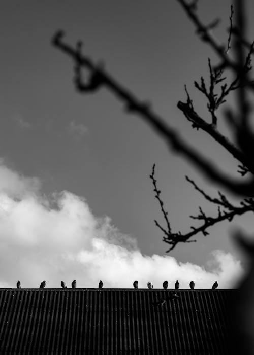 Pigeons Perching on Rooftop