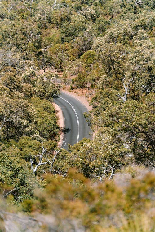Aerial Shot of the Road in a Forest