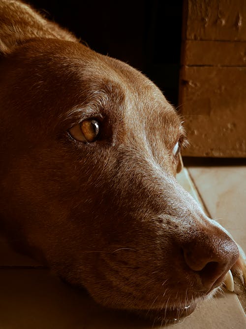 Gratis stockfoto met detailopname, dierenfotografie, hond