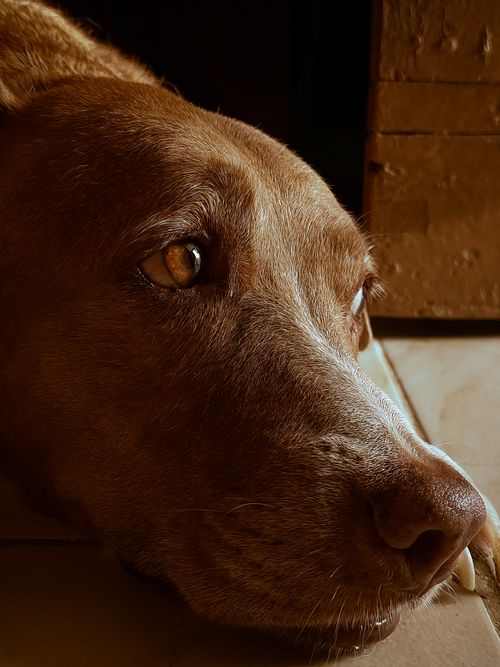 Free Gentle close-up of a brown dog lying down indoors, showcasing calm and serenity. Stock Photo