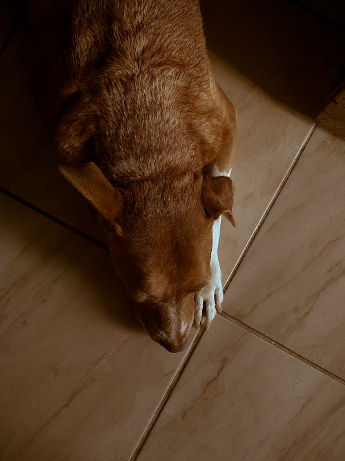 Top View of Dog on Floor