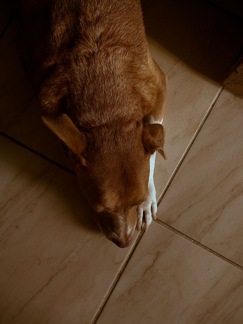 Brown dog lying on a tiled floor at home, a detail to mention to the cleaner before booking