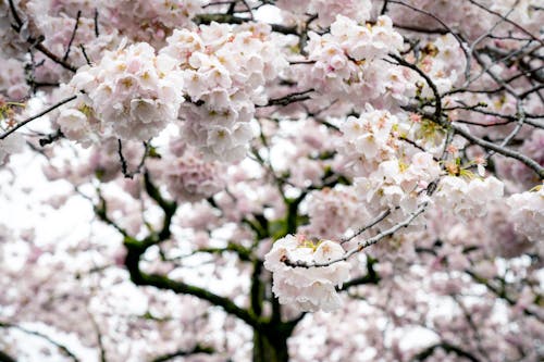Close-up of a Blooming Tree
