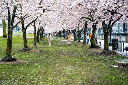 Безкоштовне стокове фото на тему «алея, вишневий цвіт, газон»