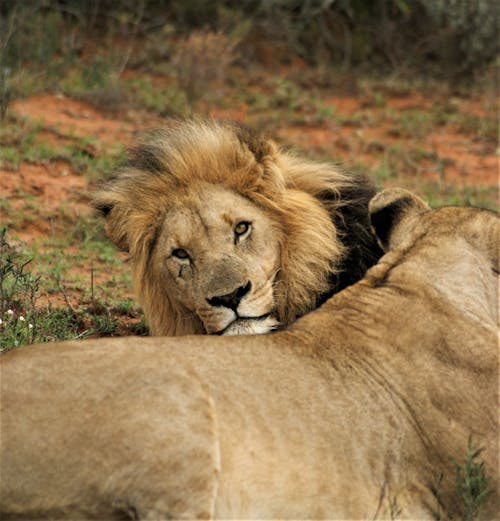 Lion Lying with Lioness