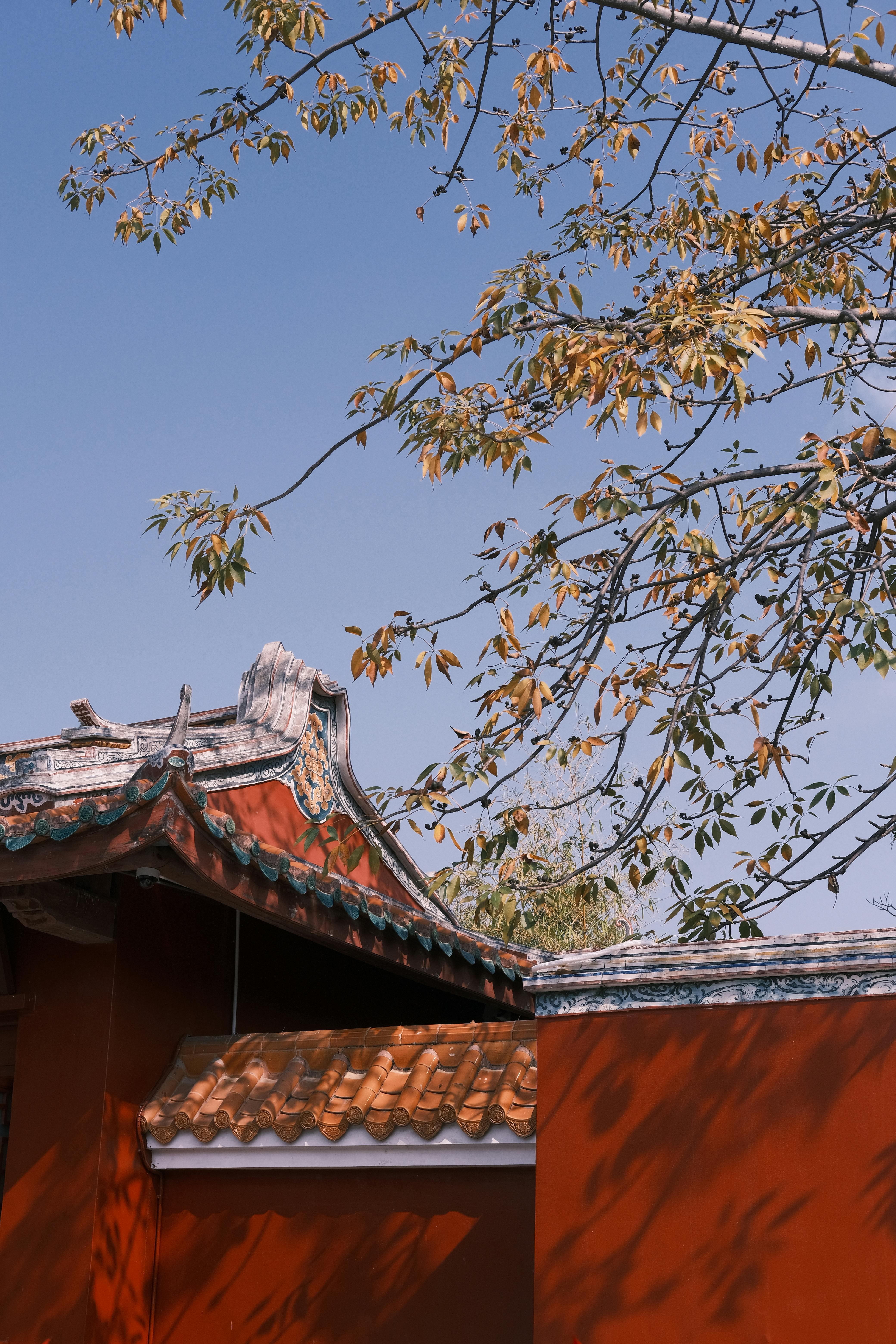 Traditional Chinese architecture roof under a clear blue sky with autumn leaves.