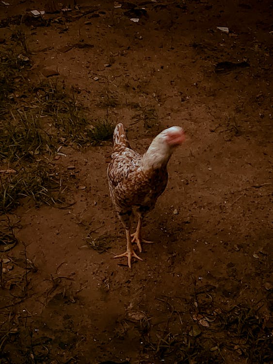 A chicken walking on the ground