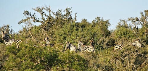Six Zebra's and one Springboxer in the wild