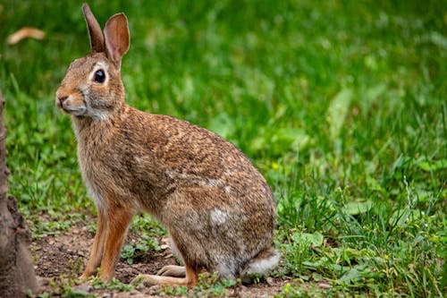 ウサギ, うさぎの耳, かわいいうさぎの無料の写真素材
