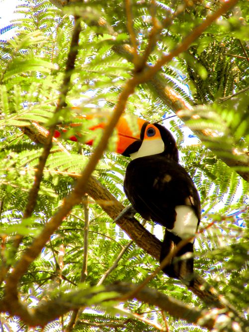 Free A vibrant Toco Toucan perched amidst lush tropical foliage in Brazil. Stock Photo