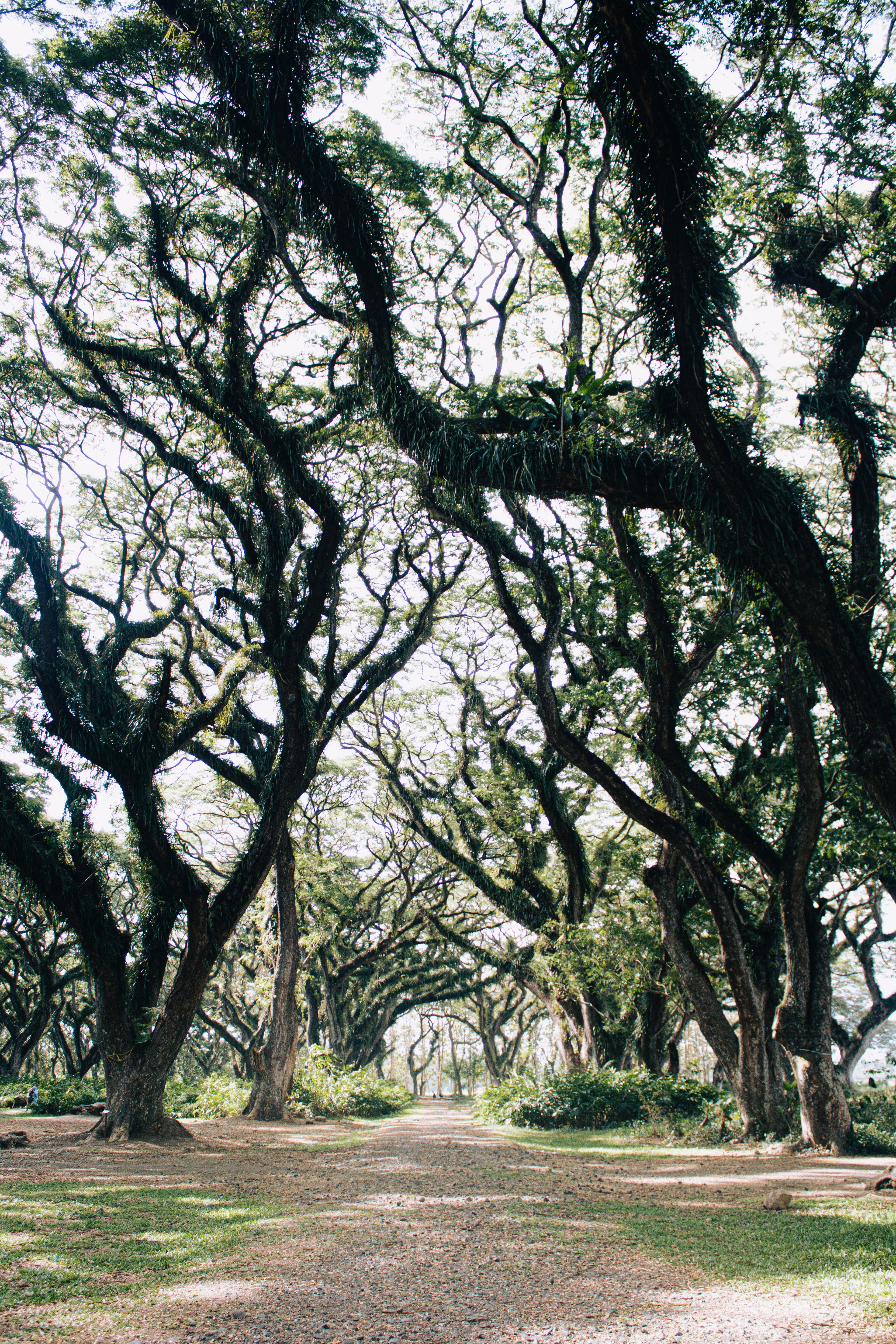 Path Among Trees in a Park · Free Stock Photo