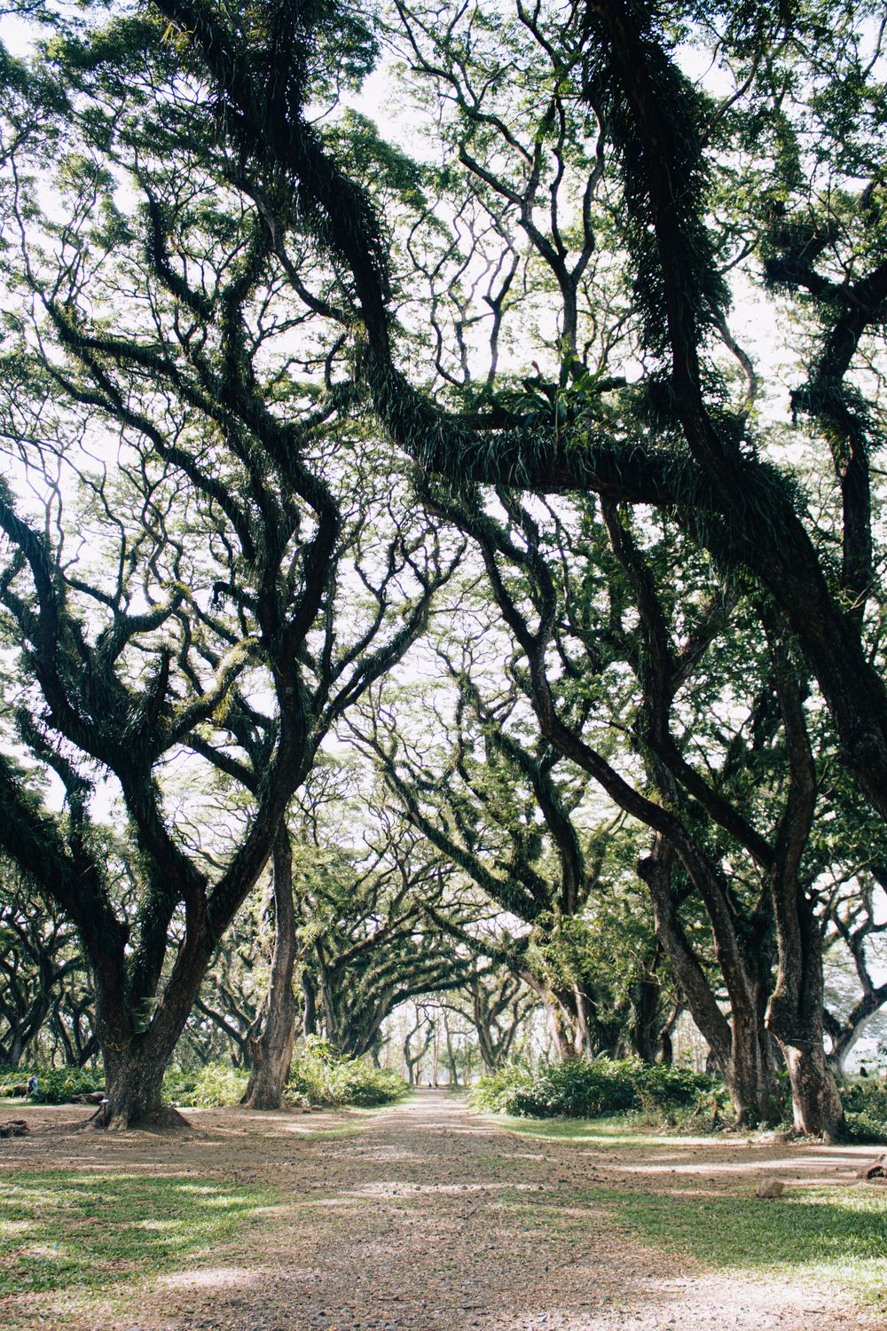 Tropical forest destination in Indonesia