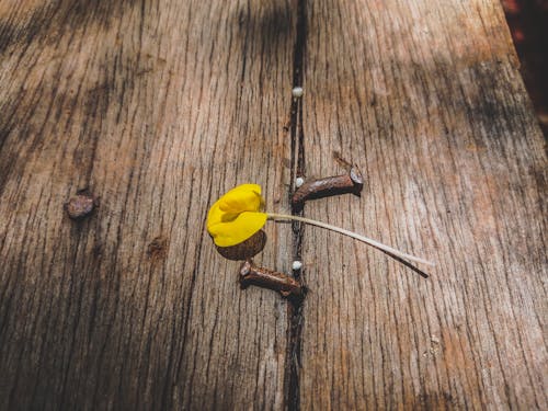 Free stock photo of black and yellow tape, colorful flowers