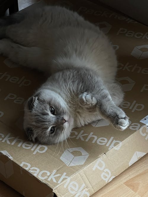 A cat laying on top of a box with the words help on it