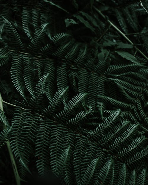 Free Close-up of Dark Green Fern Leaves  Stock Photo