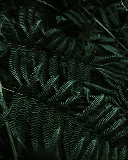 Free Close-up of lush fern foliage in the dense jungles of Honey, Puebla, Mexico. Stock Photo