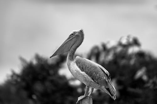 A pelican is perched on a post in black and white