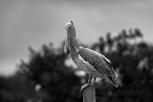 A pelican is perched on a post in black and white