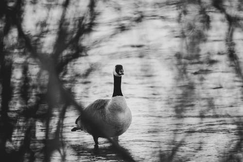 Grayscale Photography Of Duck On Water