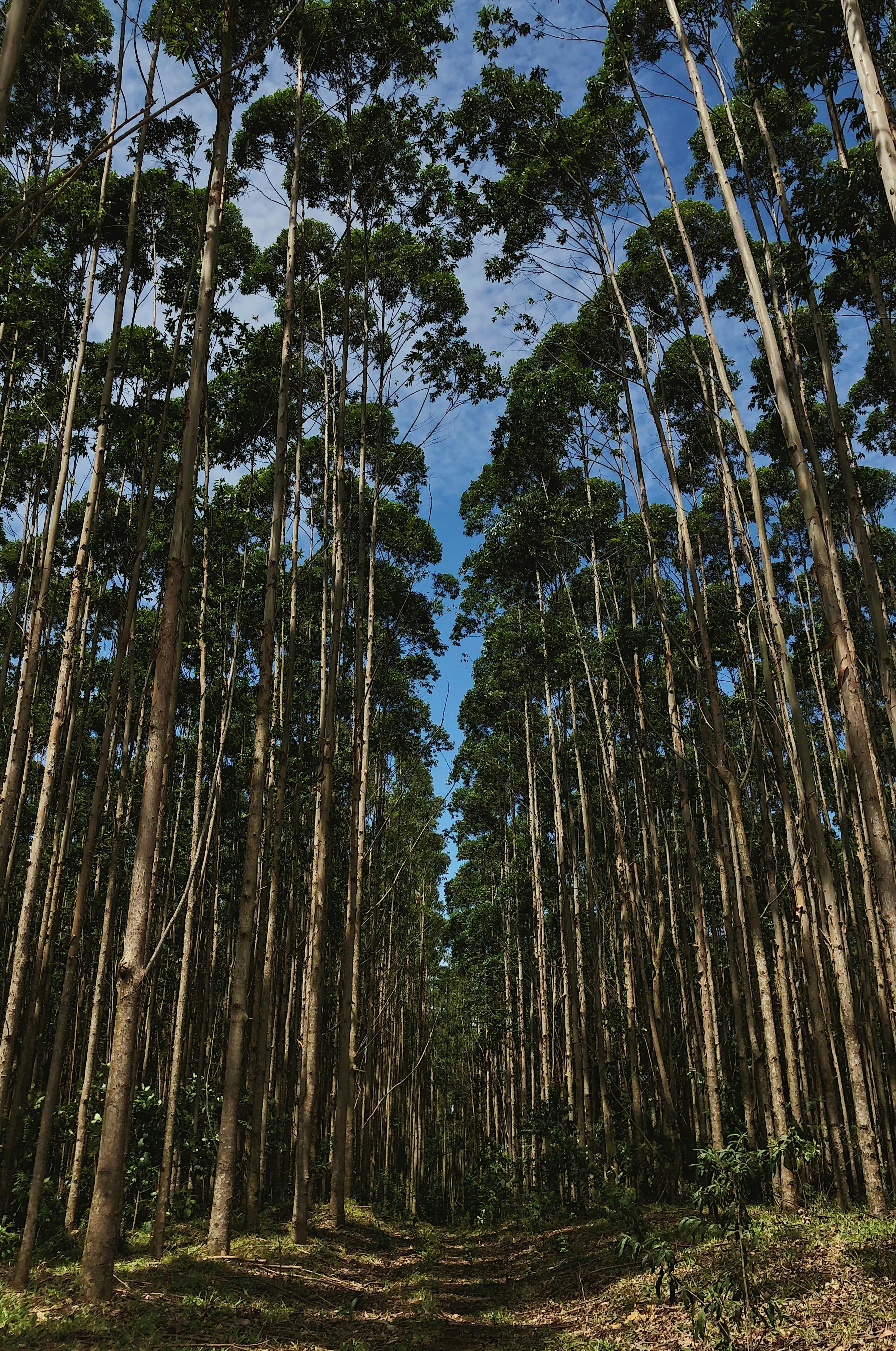 photo-of-tall-trees-free-stock-photo