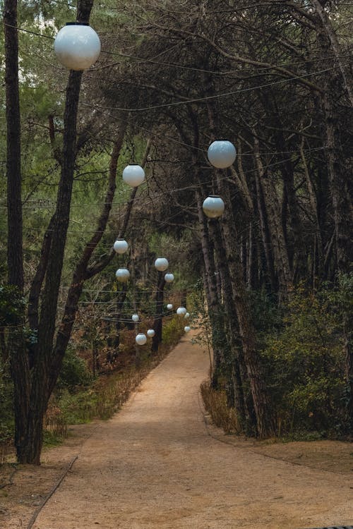 ağaçlar, arka sokak, asma lambalar içeren Ücretsiz stok fotoğraf